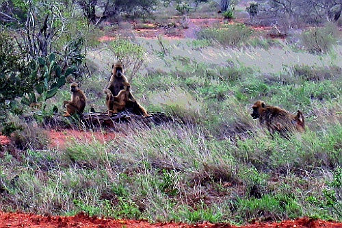Kenia (463)
